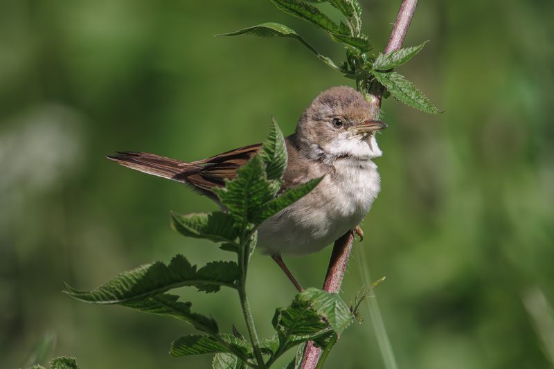 Серая славка фото превью
