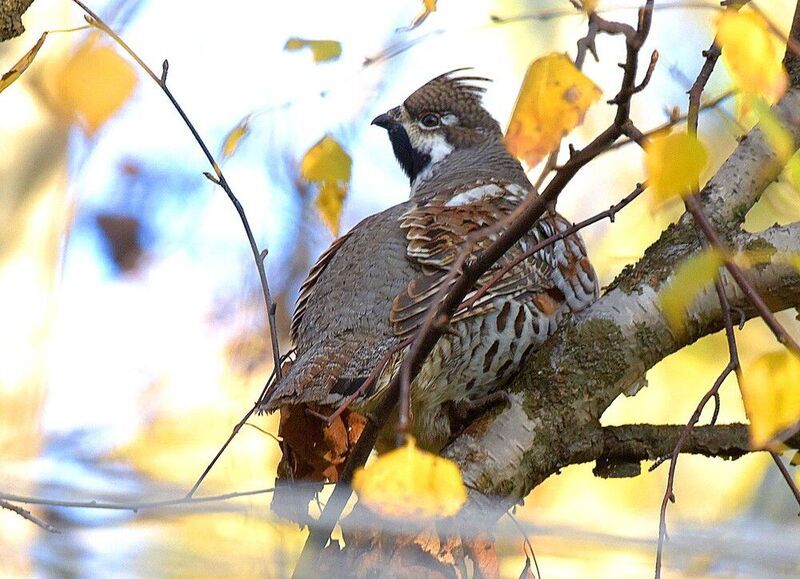 Осенний рябчик фото превью