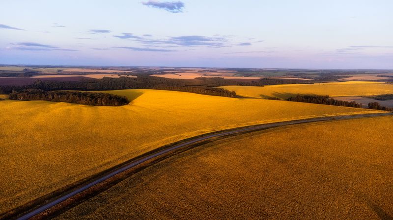 природа, подсолнухи, dji, пейзаж, пейзажная фотография  Золото фото превью
