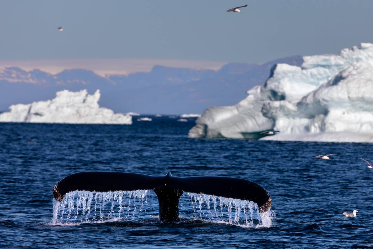 , Евгения Чех