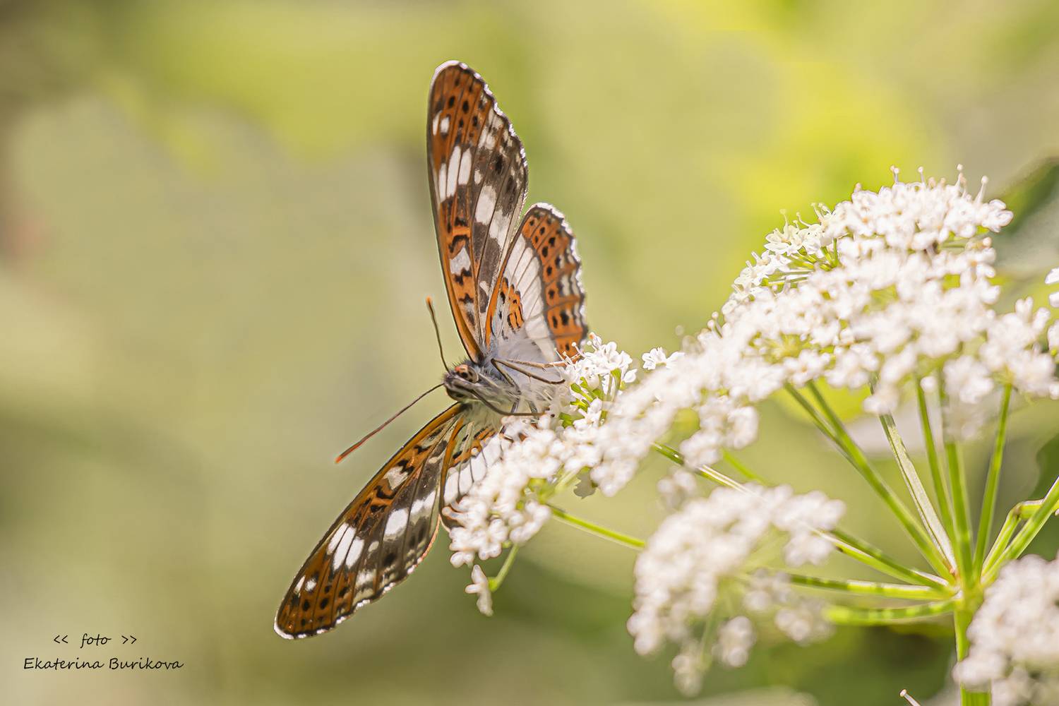 , Бурикова Екатерина