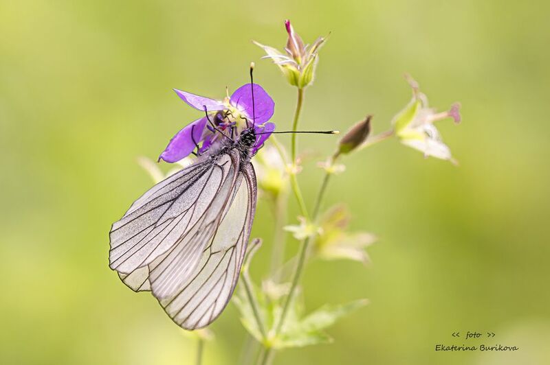 фото превью