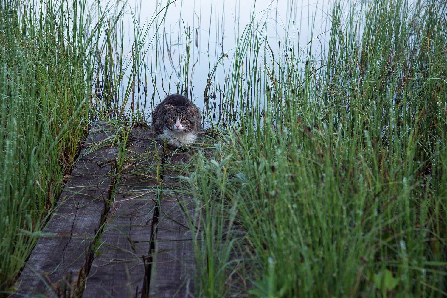 , Карепанов Евгений