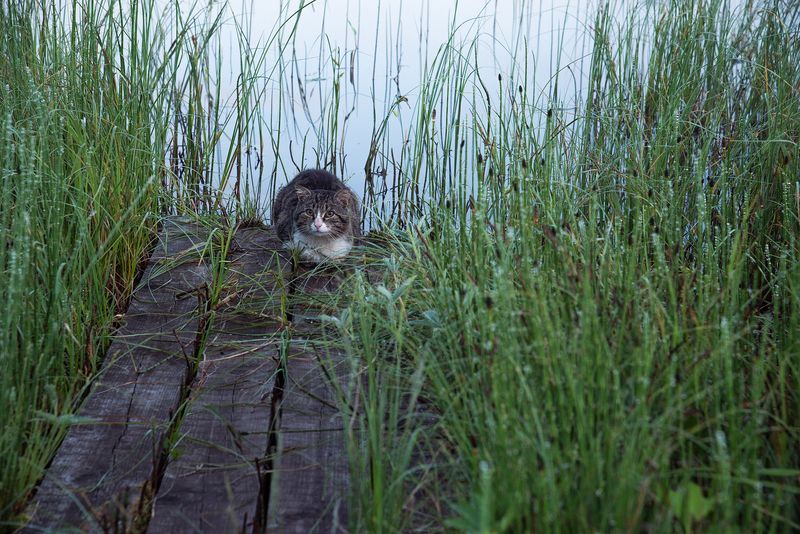 Котик на деревенском мостике фото превью