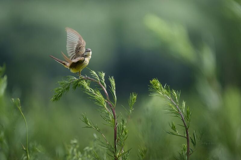 природа, лес, поля, огороды, животные, птицы, макро На бис фото превью