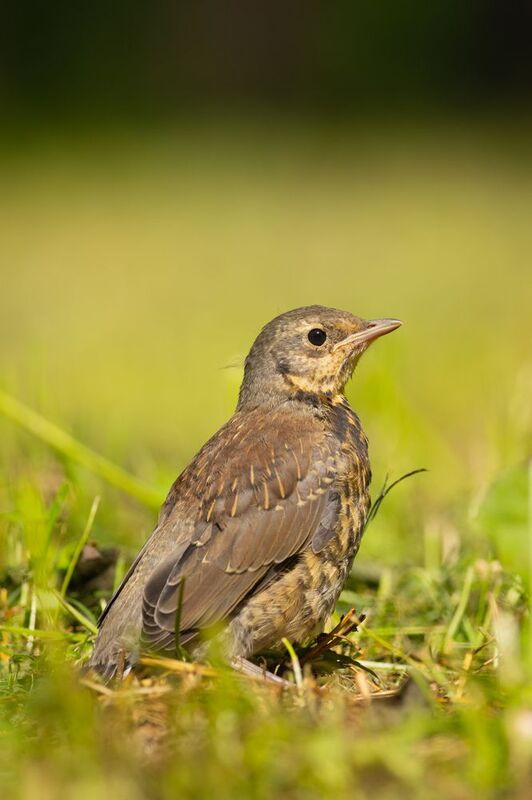 дрозд,дрозд-рябинник, рябинник, птенец, птица, птицы, лес, лето, фотоохота, новосибирск Дроздёнок фото превью