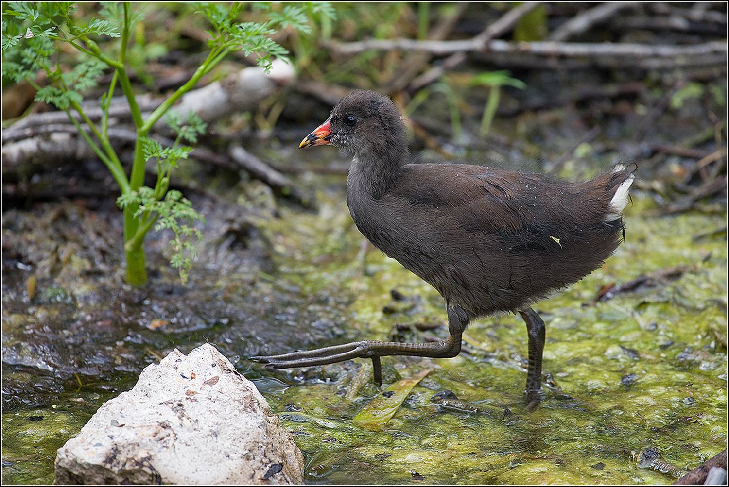 москва, июнь. пруд, парк, птица, АНАТОЛИЙ ДОВЫДЕНКО