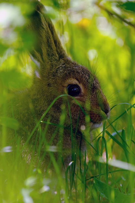 заяц гость из леса фото превью