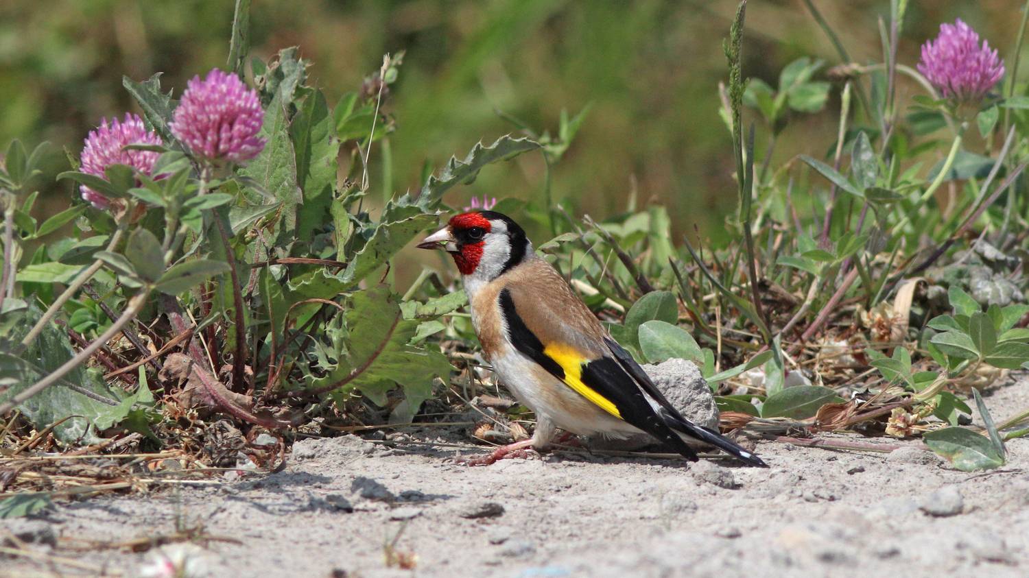 щегол, carduelis carduelis, european goldfinch, Бондаренко Георгий