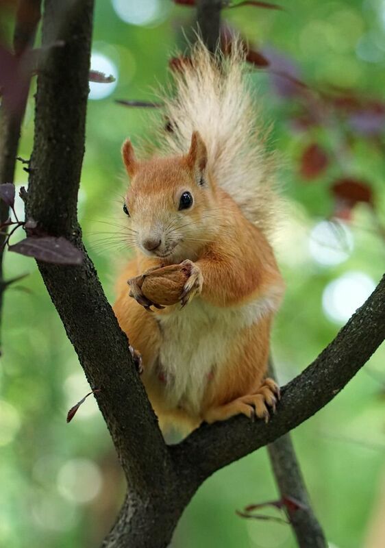 Белка фото превью