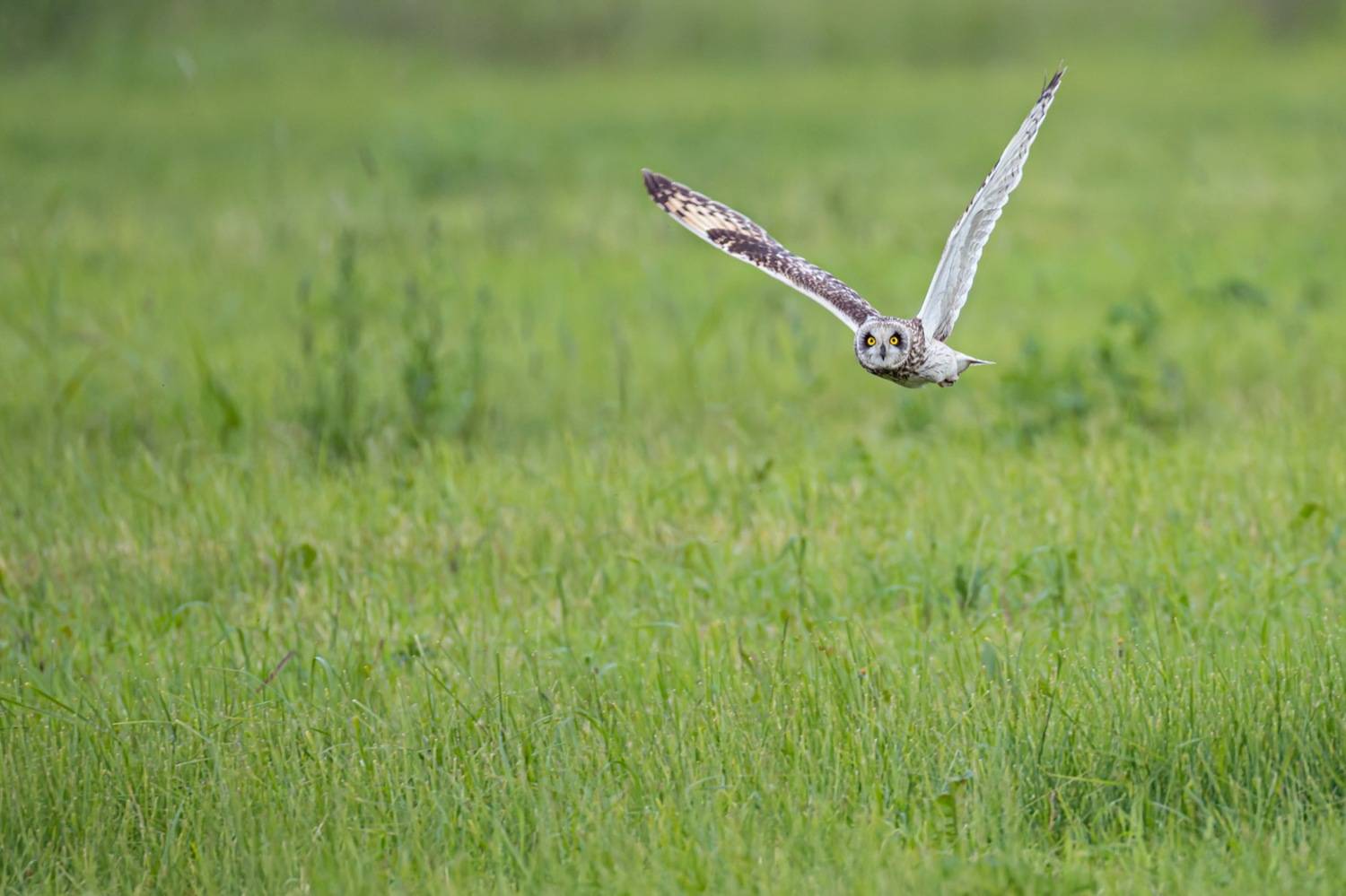 болотная сова, сова, птицы, Руслан Pl