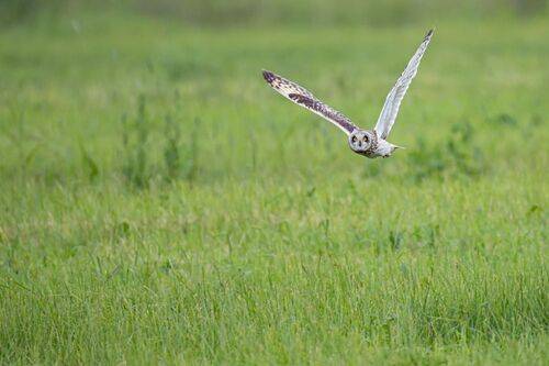 Охота болотной совы