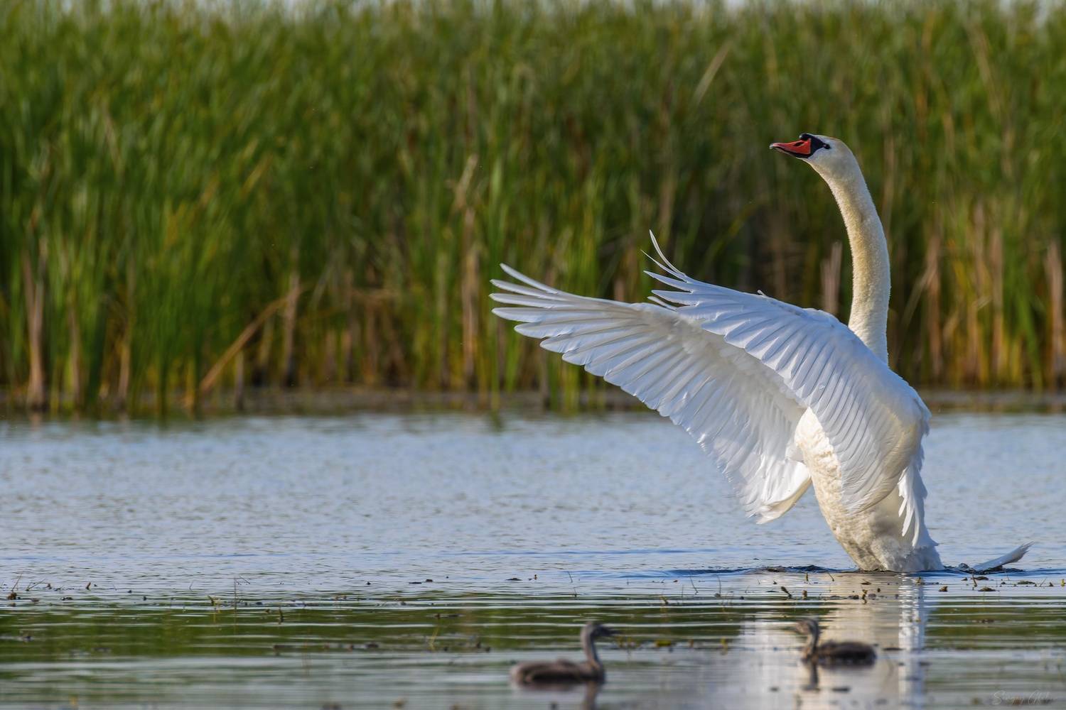 лебедь-шипун, птицы, пернатые, Глебов Сергей