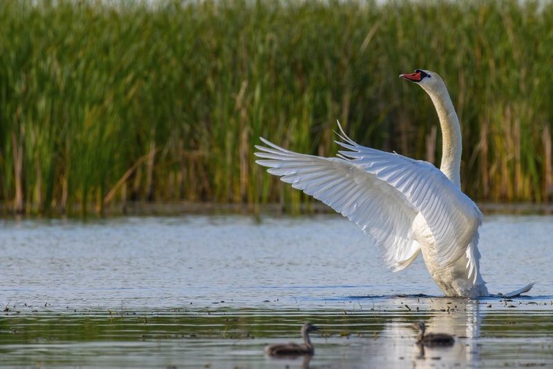 лебедь-шипун, птицы, пернатые Я приветствую тебя, новый день! фото превью