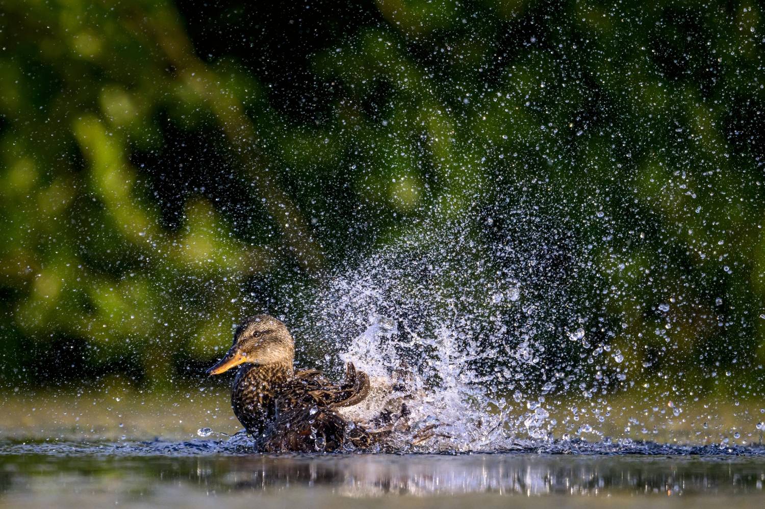 , Пупонин Сергей