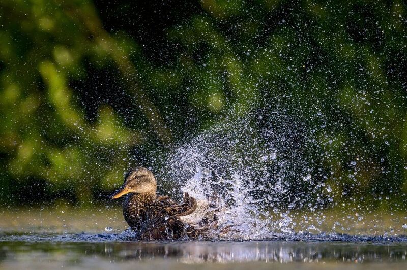 Танец с водой фото превью