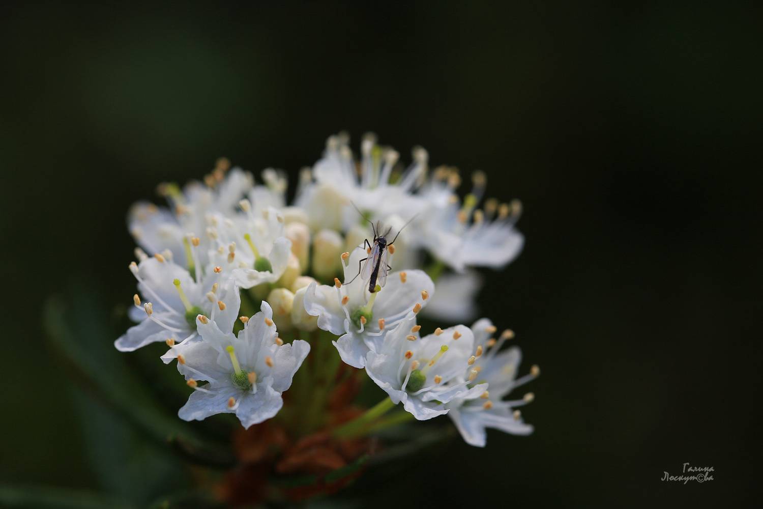цветок, багульник, насекомое, боке, Галина Лоскутова