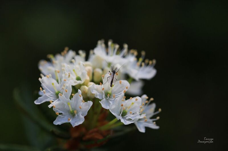 цветок, багульник, насекомое, боке Утренний нектар фото превью