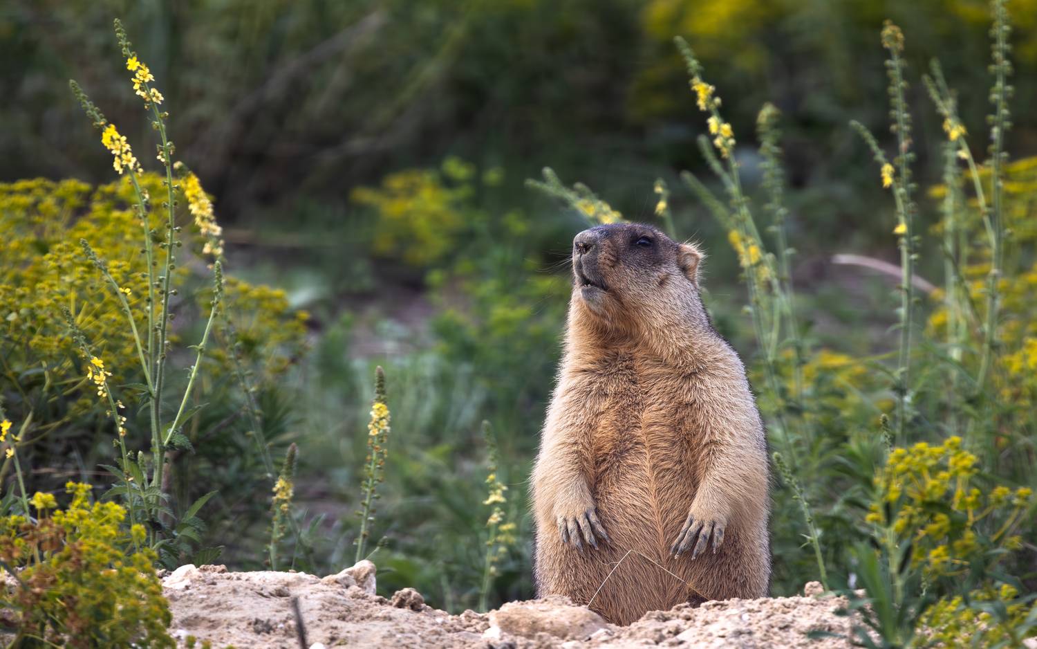 , Веревченко Михаил