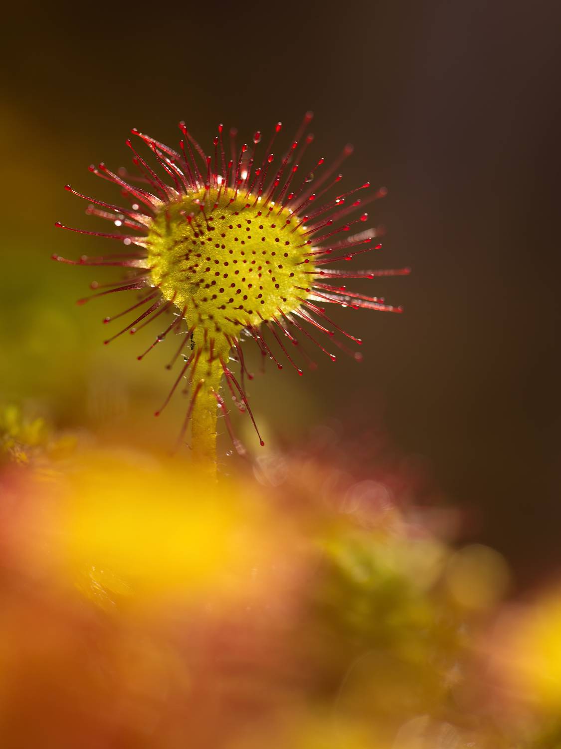 макро, природа, дикая природа, болото, арт, nature, wildlife, Пронин Денис