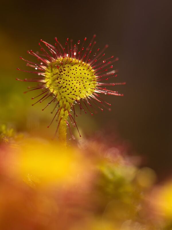 макро, природа, дикая природа, болото, арт, nature, wildlife Росянка фото превью