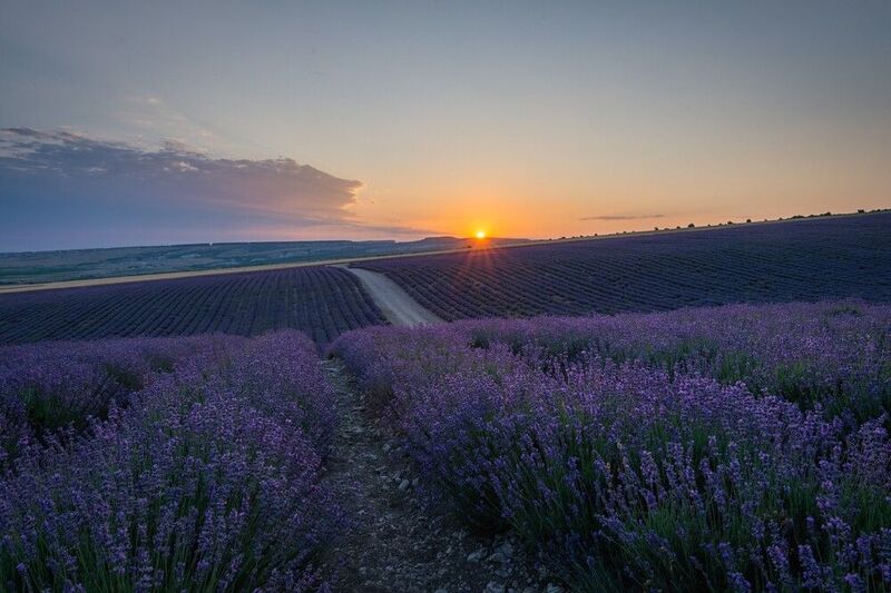 лаванда, поле с лавандой, тургеньевка, бахчисарай, крым Лавандовые поля в Тургеньевке фото превью