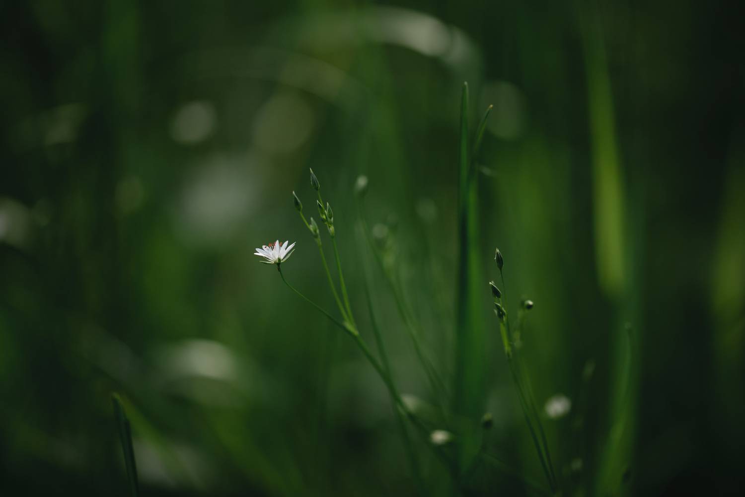 , Рагинская Ольга