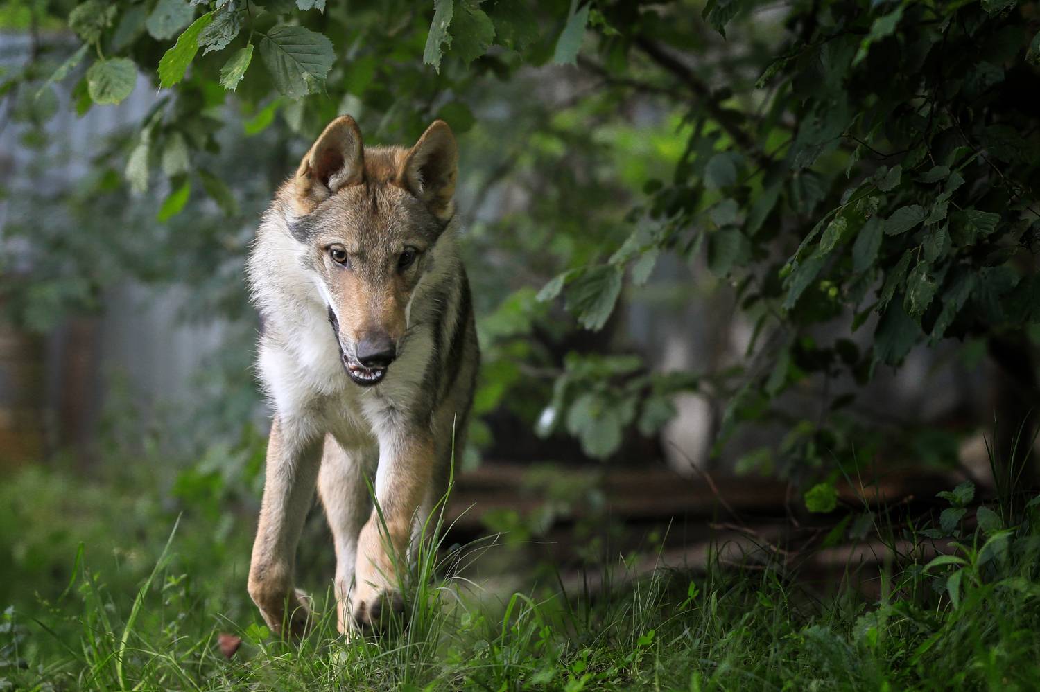 , Андрей Ершов