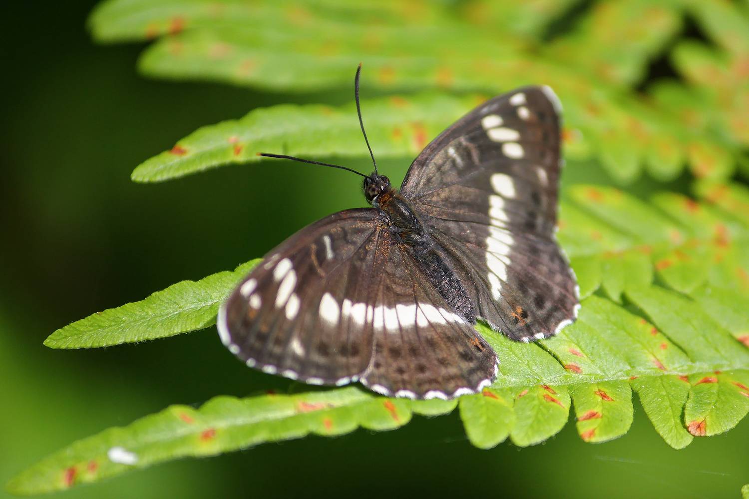 бабочка, ленточник камилла, ленточник малый, камилла, limenitis camilla, КарОл