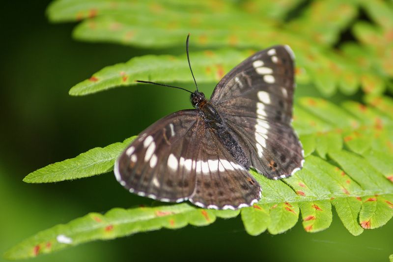 Ленточник камилла фото превью