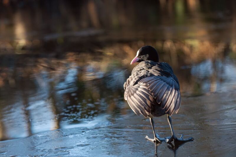 лысуха;, лёд;, весна;, мечты;, иллюзии;, fulica, atra;, eurasian, coot;, ice;, spring;, dreams;, illusions Лысуха. В мечтах и иллюзиях. фото превью