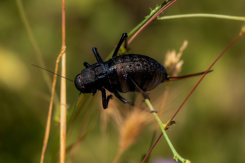 butterflies, insects insects фото превью