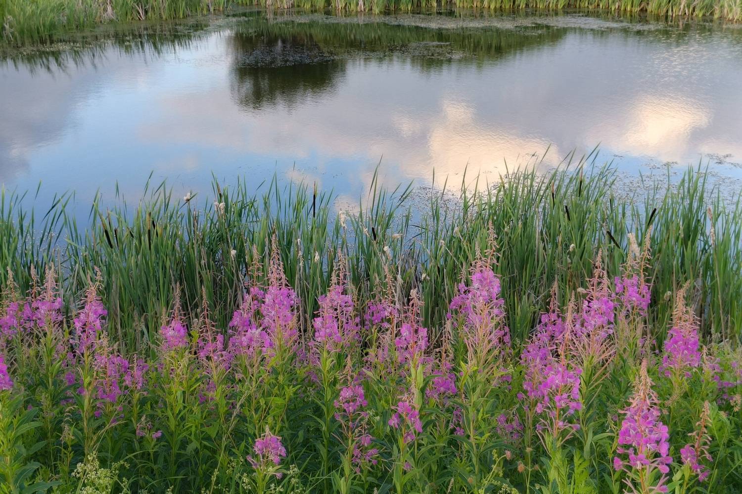 , Кондрашова Светлана