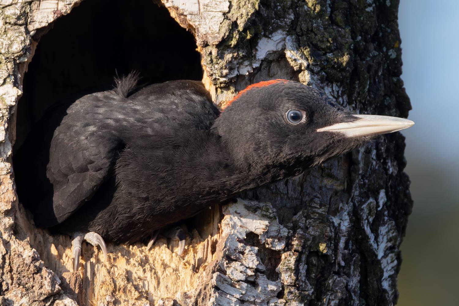 желна, черный дятел, птицы, фото птиц, птенцы, dryocopus martius, Александр Шипиленко