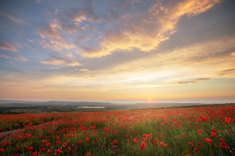 маки, маковые поля, крым, пейзаж Море Маков фото превью