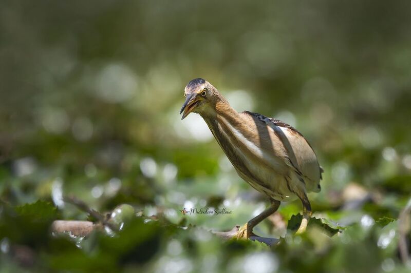 Охота малой выпи. фото превью
