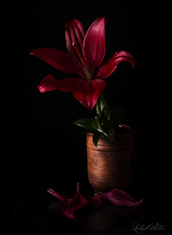 Red lily фото превью
