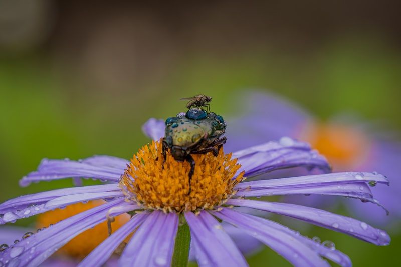 Наездница фото превью