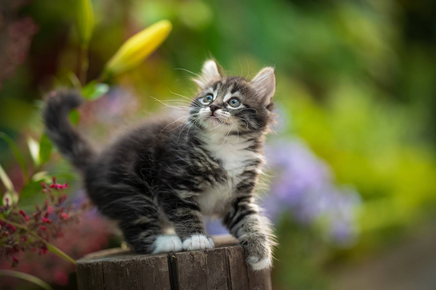 , Коротун Юрий