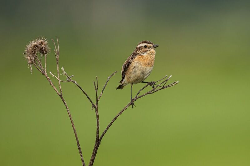 луговой чекан, чекан, птицы Луговой чекан фото превью