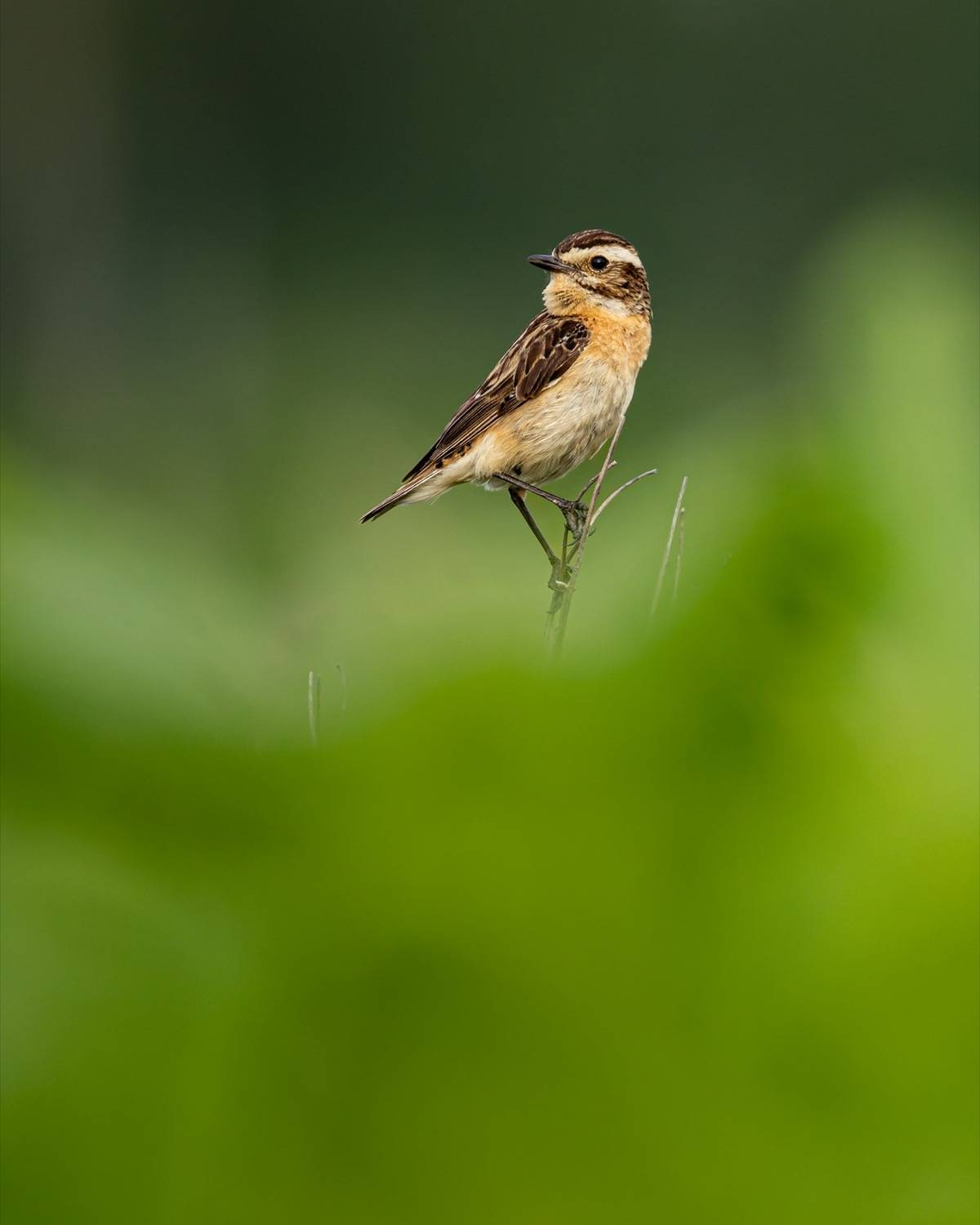 луговой чекан, чекан, птицы, Руслан Pl