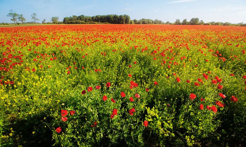 Маки фото превью