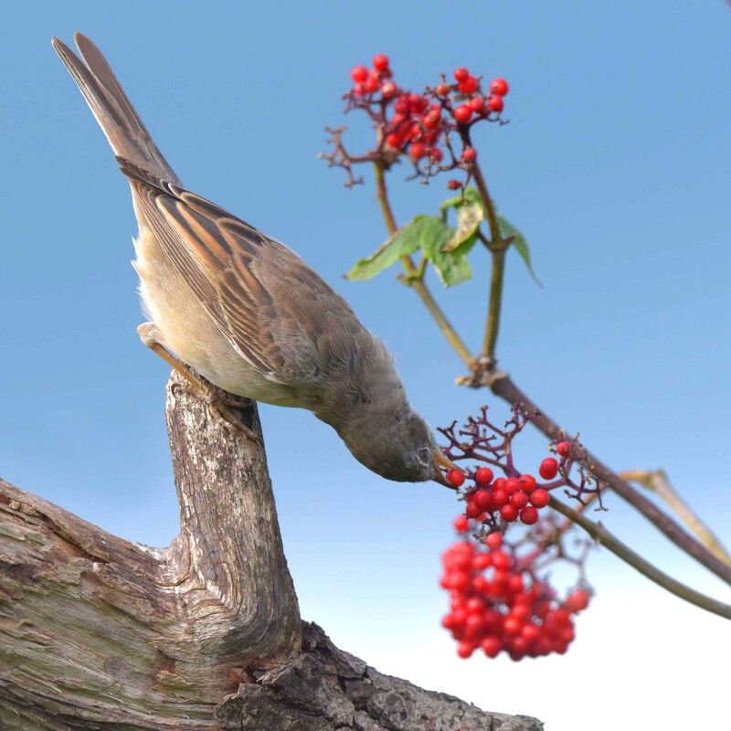 Сладка ягода. фото превью