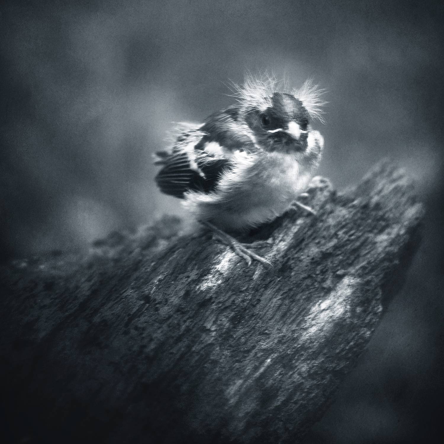 чб, птицы, птенец, Сергей Кот