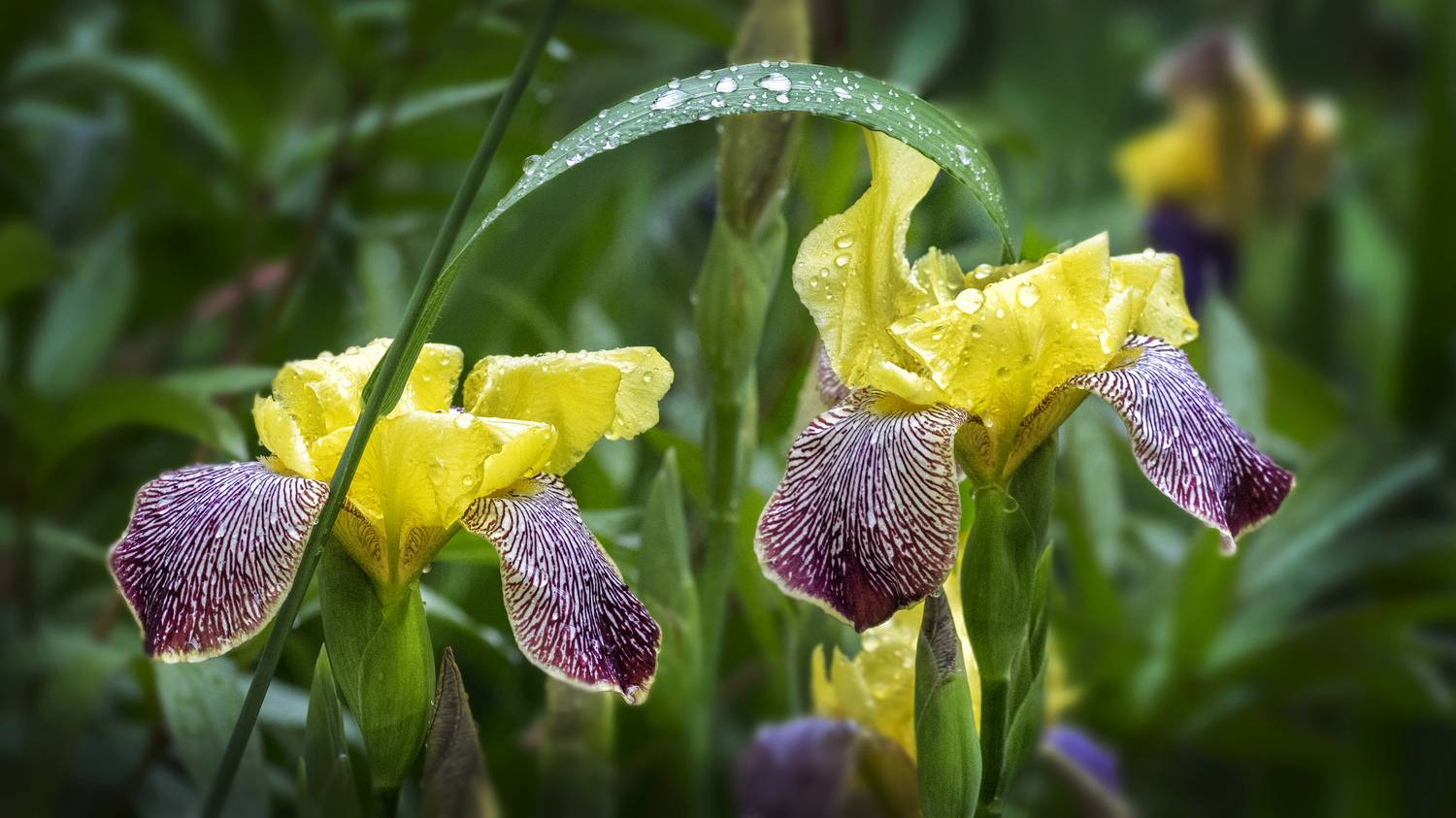 , Ушаков Валерий