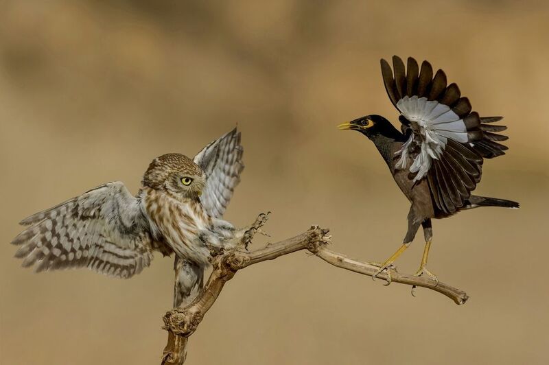 The battle 