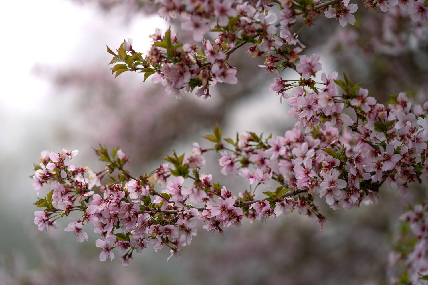 , Шимаковский Юрий