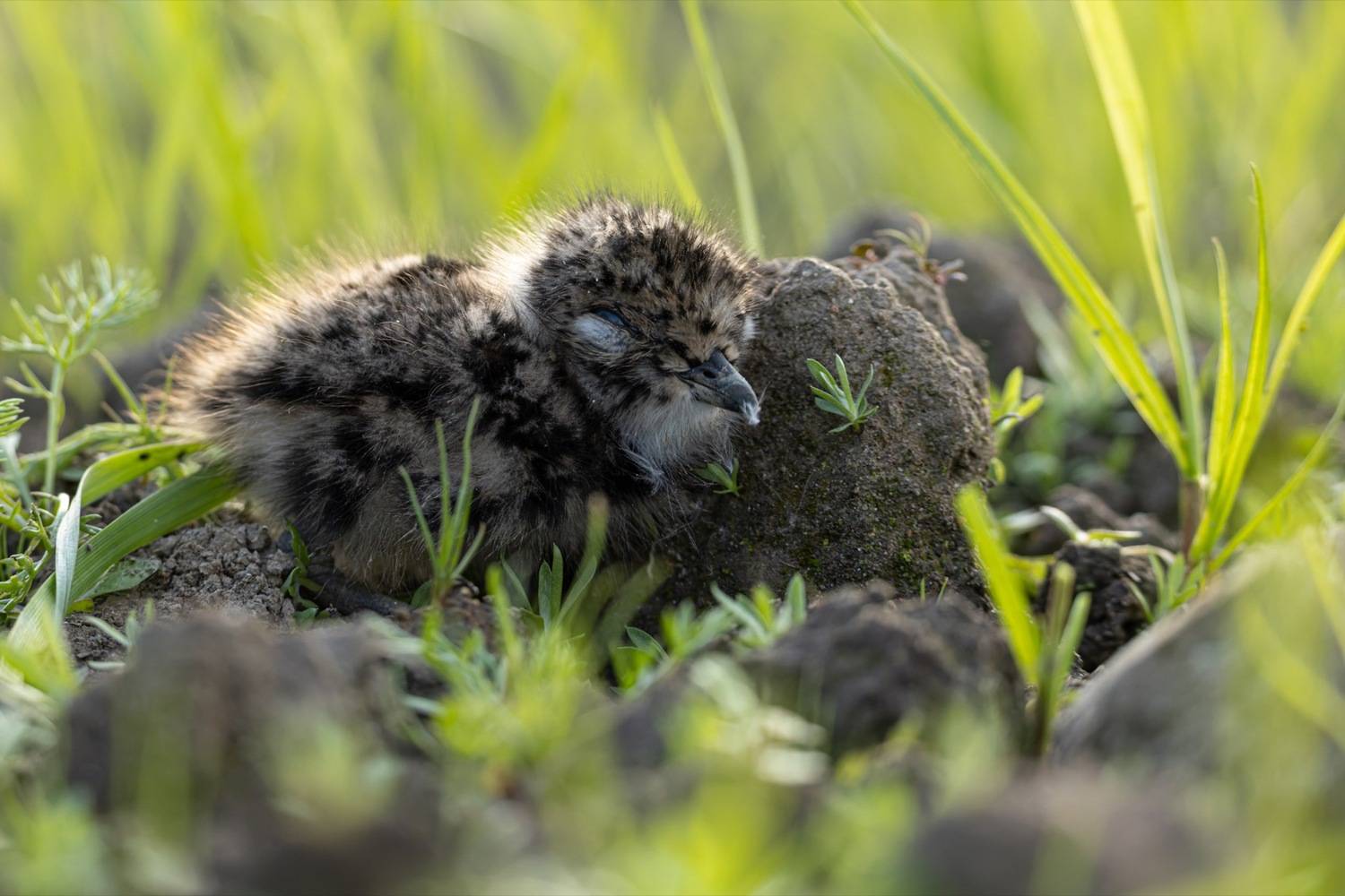 чибис, птенец, чибисенок, птицы, Руслан Pl