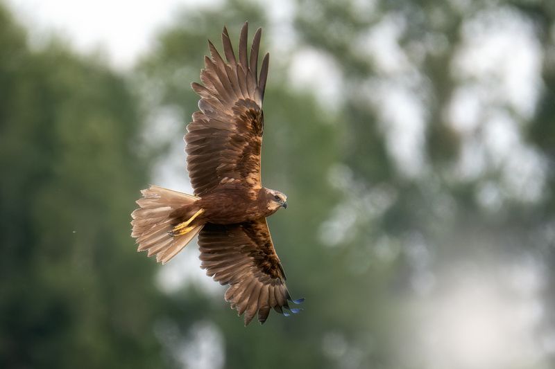 пермский край, птицы, болотный лунь, фотоохота Болотный лунь фото превью