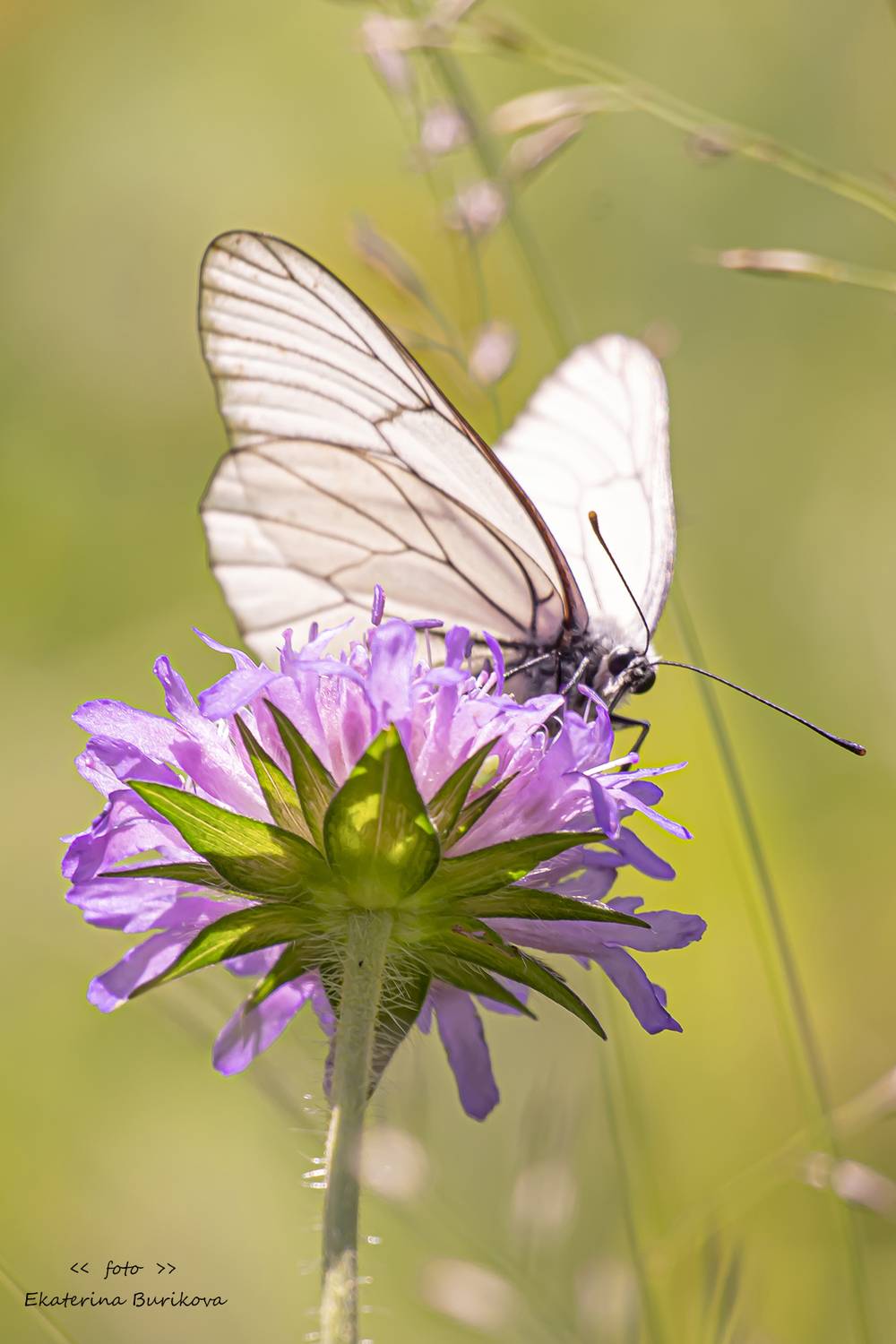 , Бурикова Екатерина